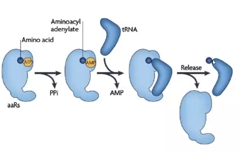 photo 2 liaison peptidique .png