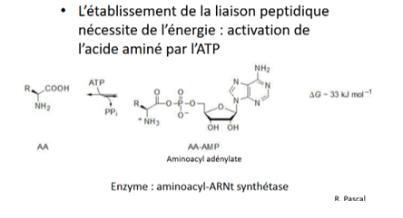 photo 1 liaison peptidique .png