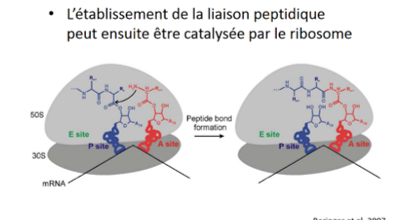 photo 3 liaison peptidique .png