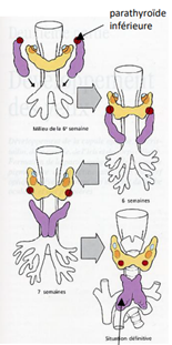 Image embryo.png