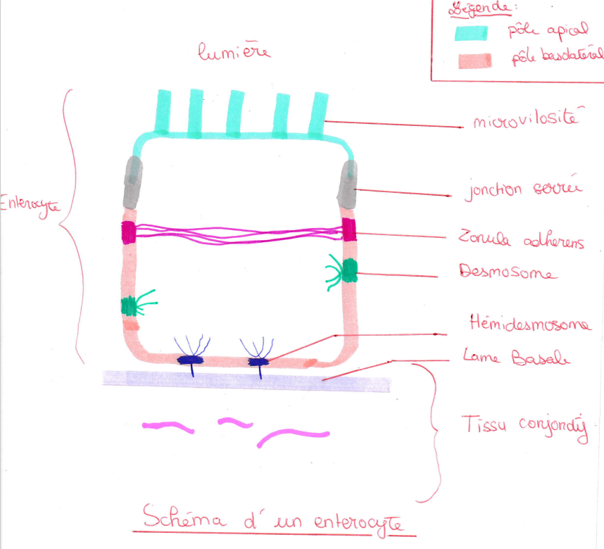 Orientation et pôles cellulaires.png