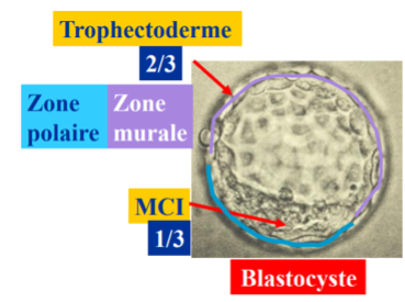 Image blastocyste.png