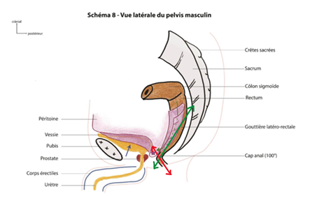 Canal anal direction.png