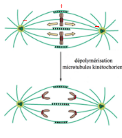 fuseau-mitotique1.png