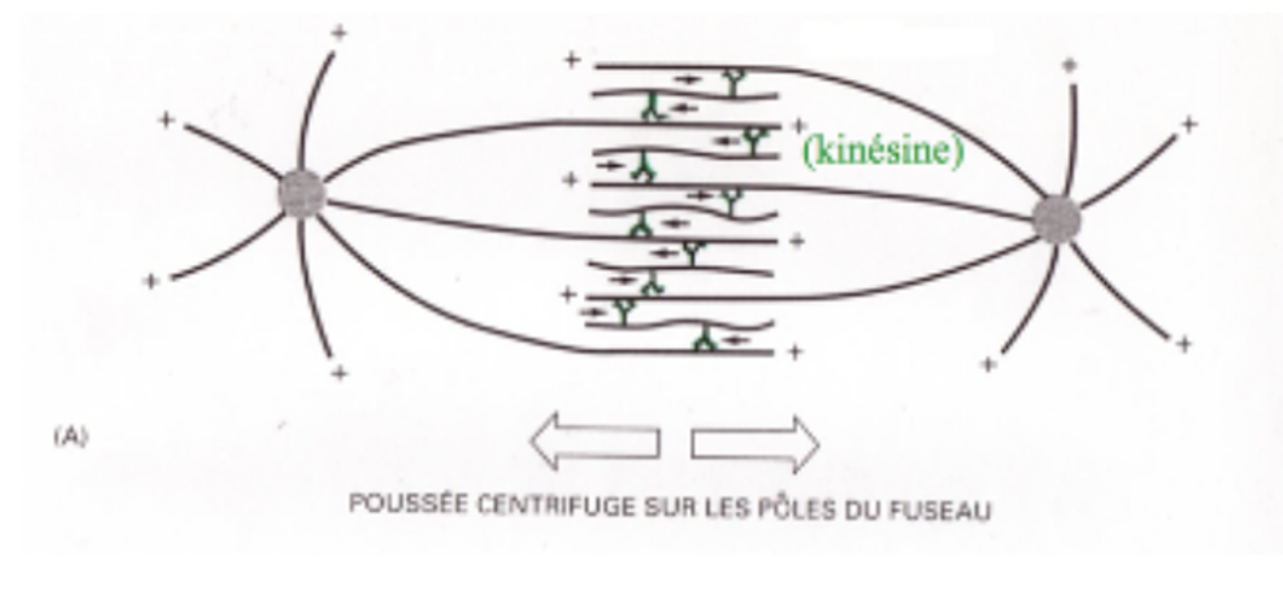 fuseaumitotique2.png