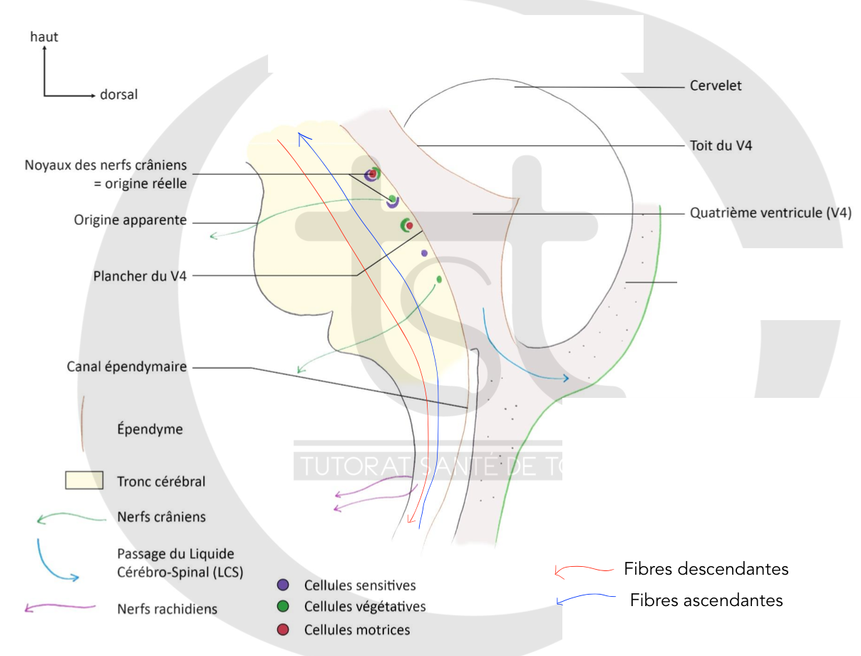 Capture d’écran 2022-03-06 à 01.07.05.png