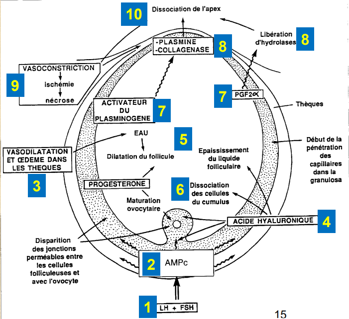 Ovulation schéma.png