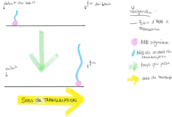 schéma 1 arn polymérase.png