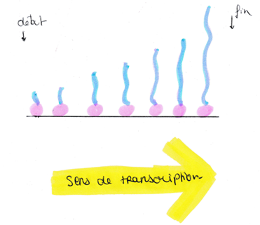 schéma plusieurs ARN polymérases.png
