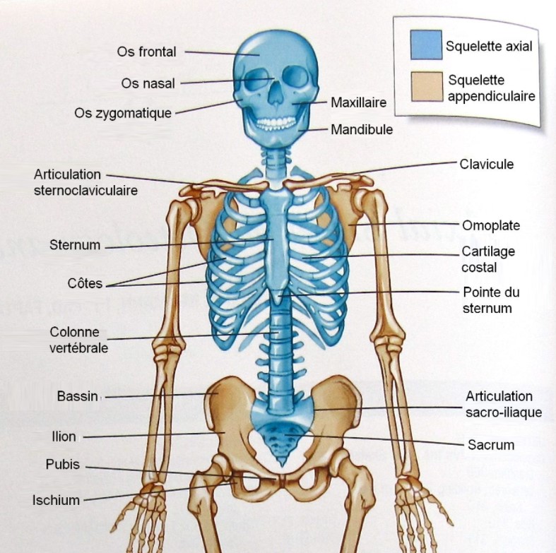 squelette axial.jpg