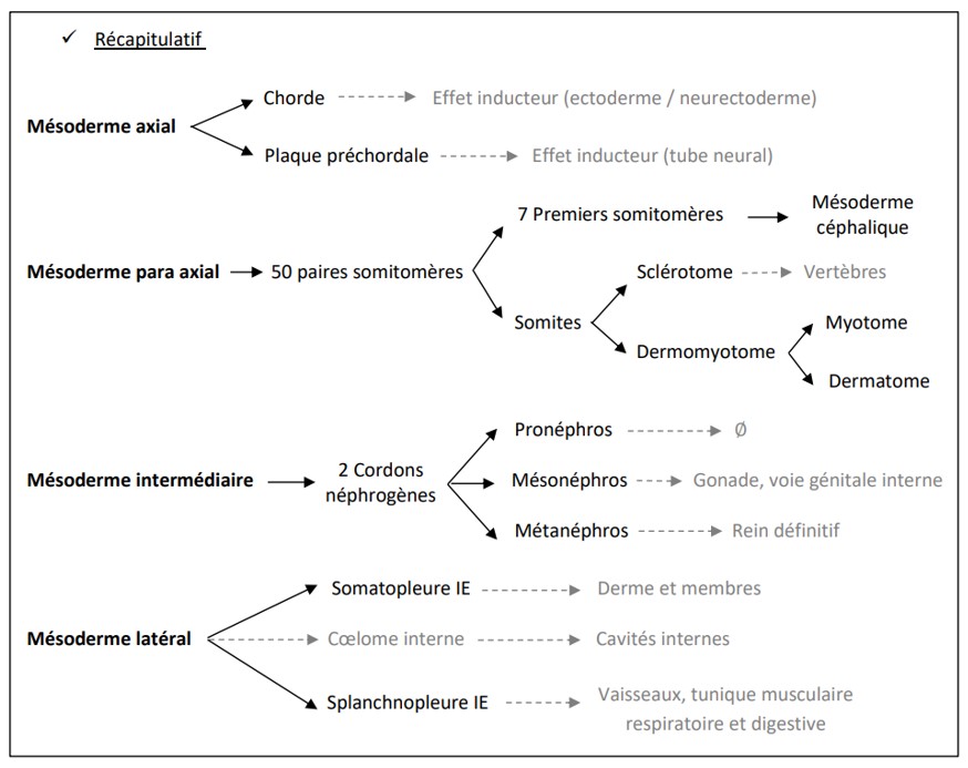 Récap mésoderme .jpg