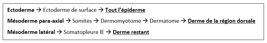 Récap peau.jpg