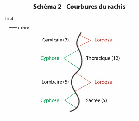 lordose cyphose.png
