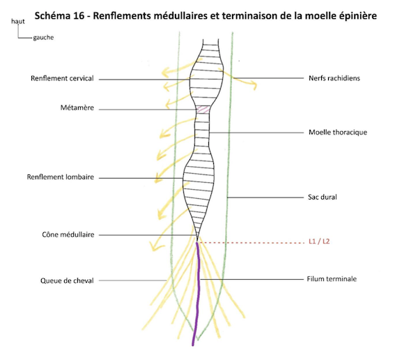 Renflements médullaires vue antérieure.png