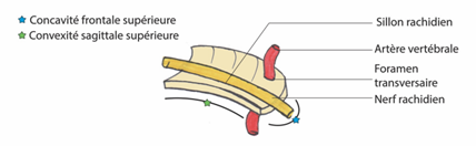 schéma processus trans forum.png
