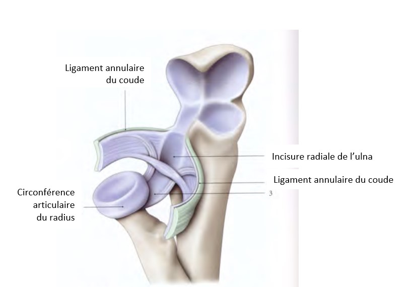 Articulaire radio-ulnaire proximale.jpg