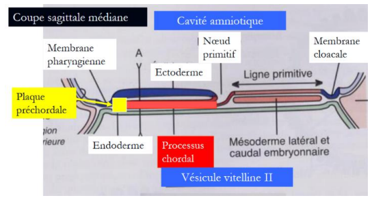 Processus chordale.PNG