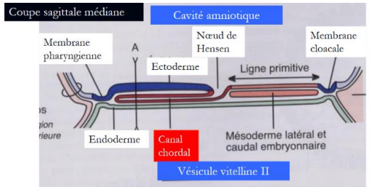 2. Canal chordale.PNG