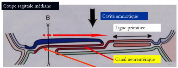 3. Canal neurentérique.PNG