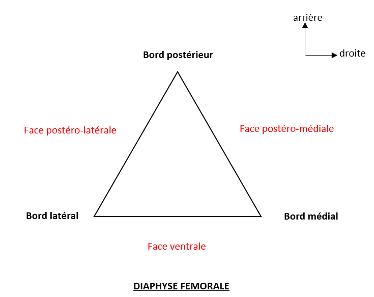 diaphyse fémorale.png