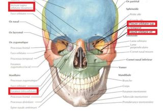 fissure orbitaires sup et inf.jpg