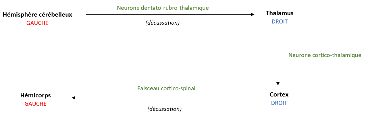 latéralisation.png