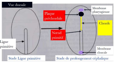 Plaque préchordale (2).PNG