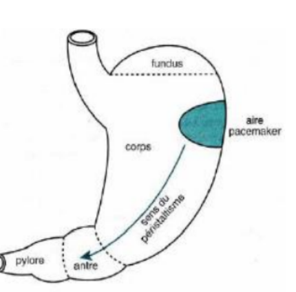 schema fundus.png