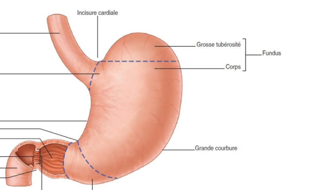 schema fundus 2.png