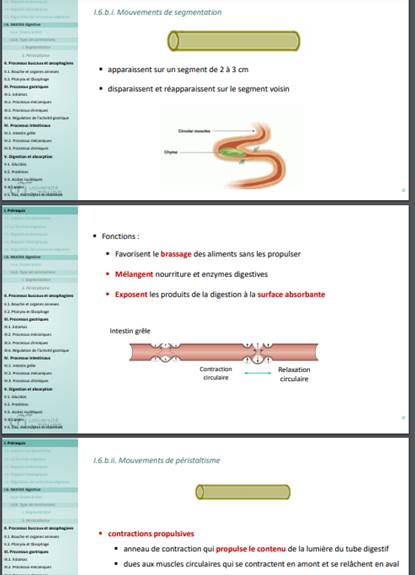 Partie du cours mouvements de segmentation et du péristaltisme.jpg