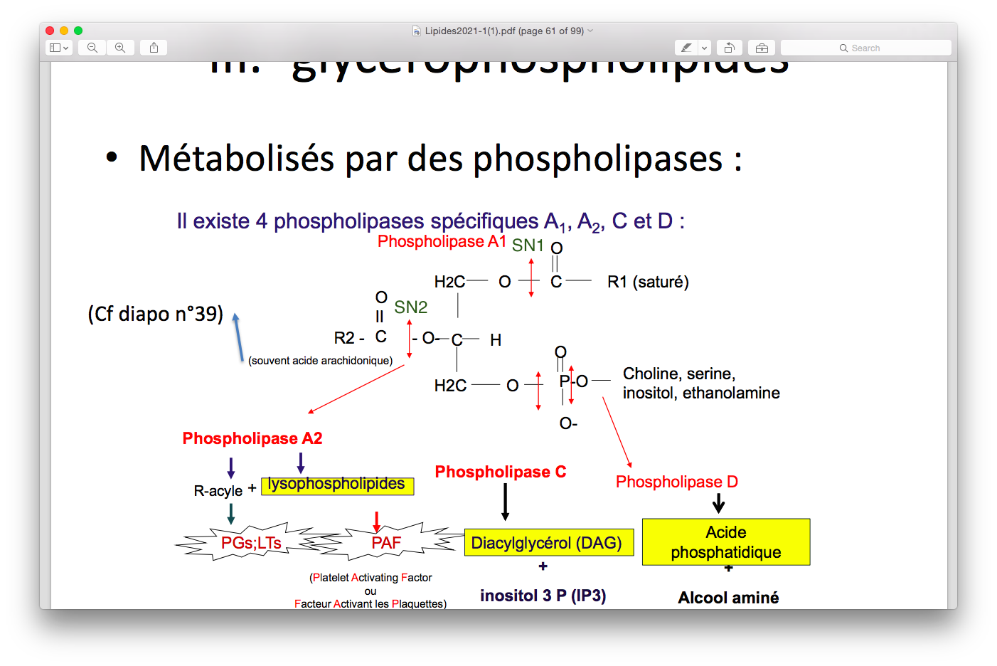 phospholipase.png