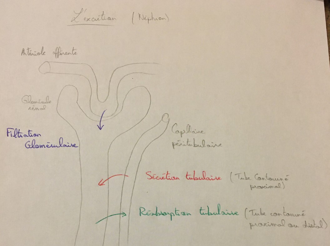 Néphron1.jpg