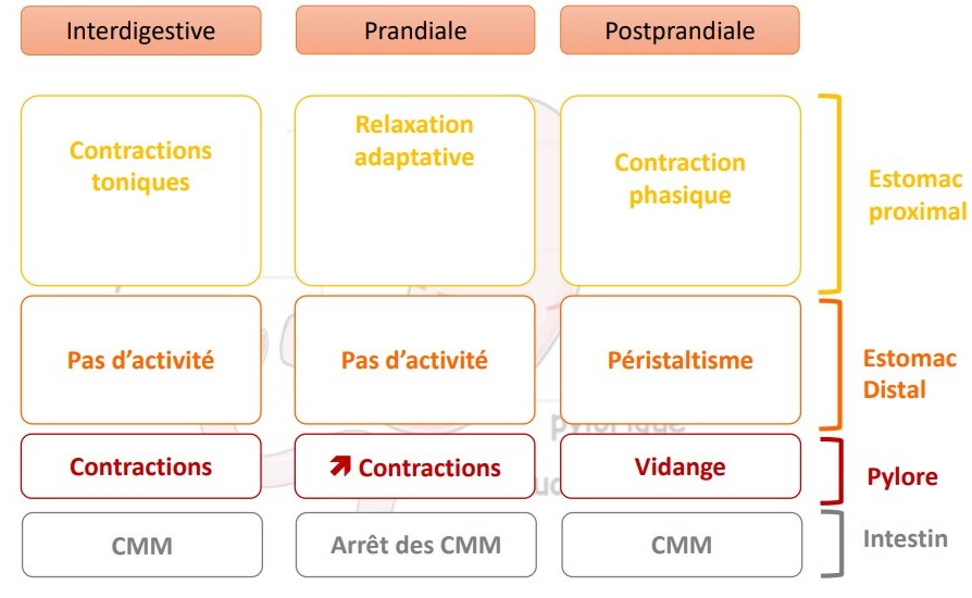 tableau motilité.jpg