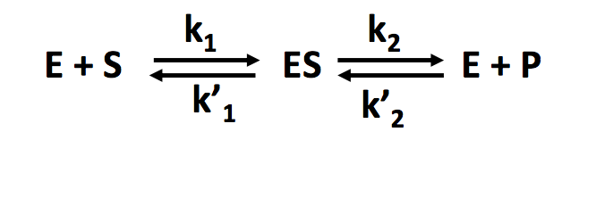 Réaction enzyme.png