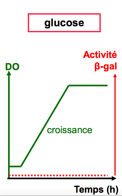 procaryote vs glucose .png