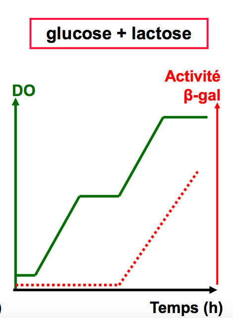 procaryote vs glucose+lactose.png