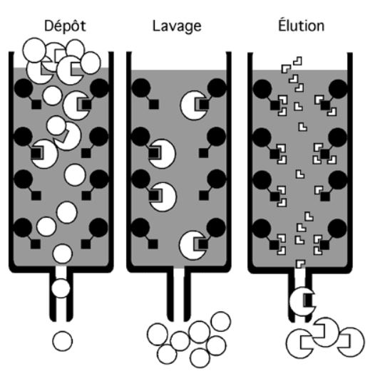 chromatographie d'affinité.JPG