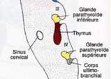 Image 3e et 4e poches pharyngées.png