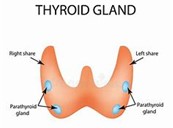 Image thyroïde.jpg