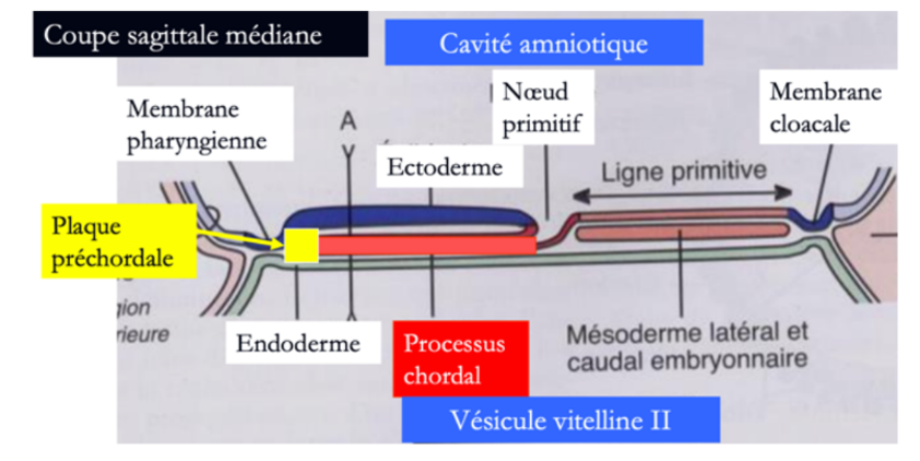 Processus chordal.png