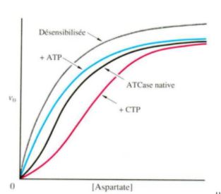 courbe aspartate transcarbaminase.JPG