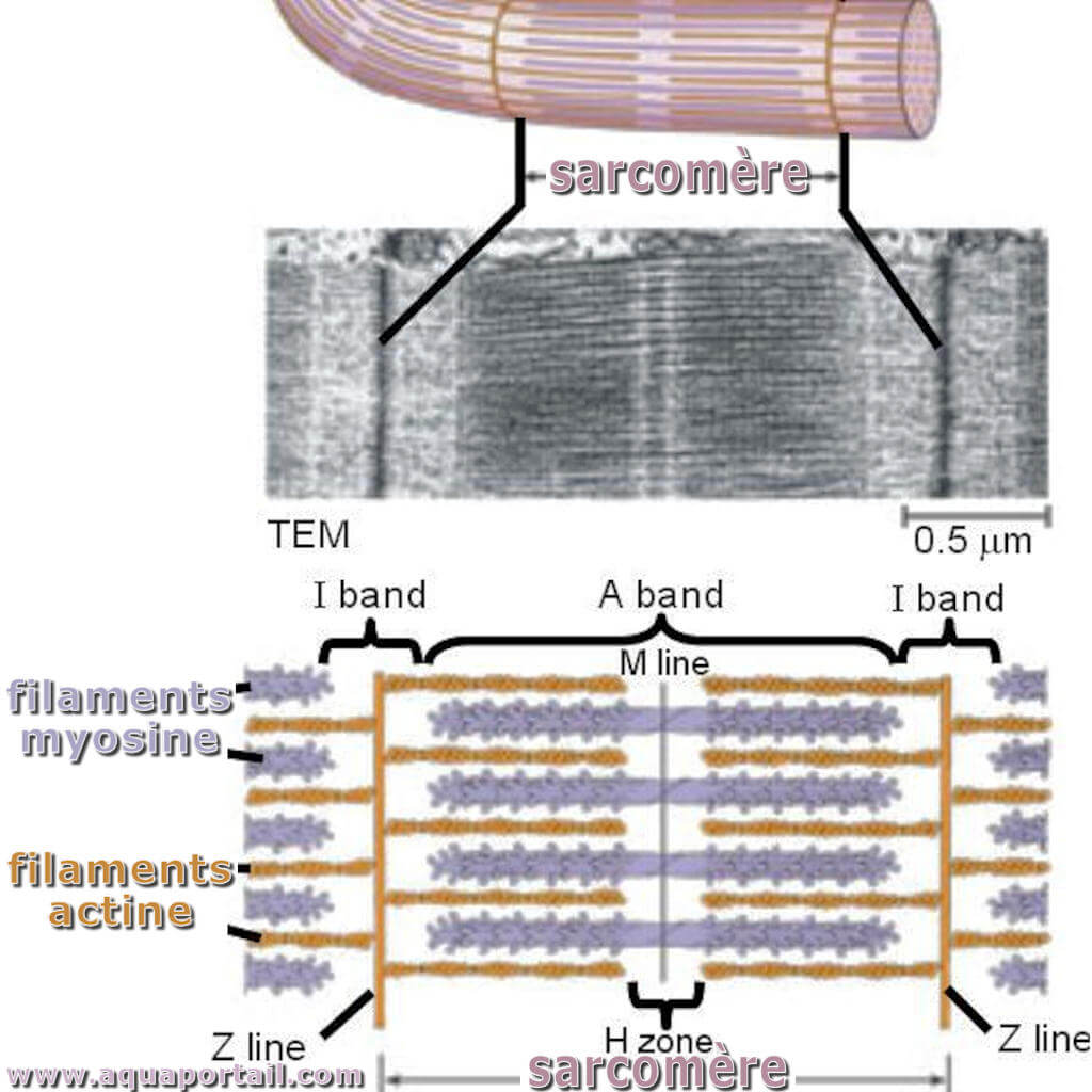 sarcomere.jpg