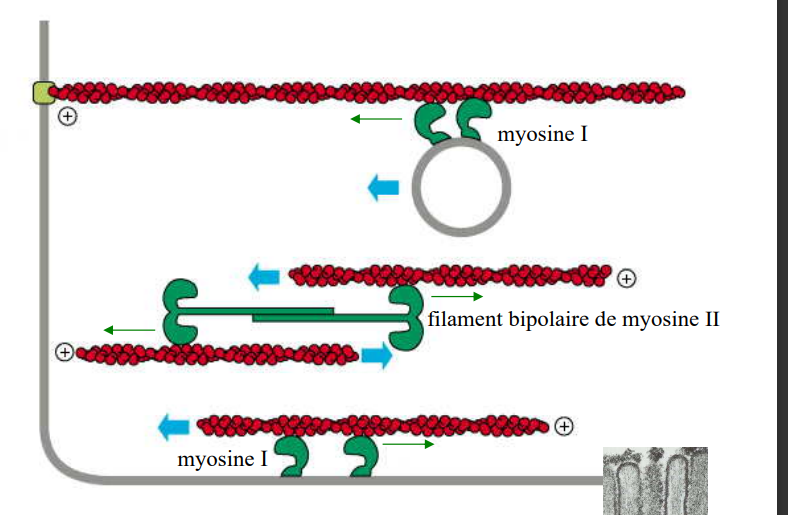 myosine.png