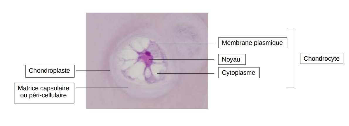 Explication chondroplaste.jpg