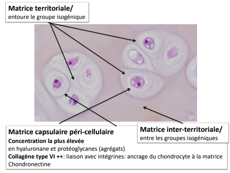 Tissu cartilagineux - MEC.png