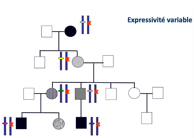 expressivité variable.png