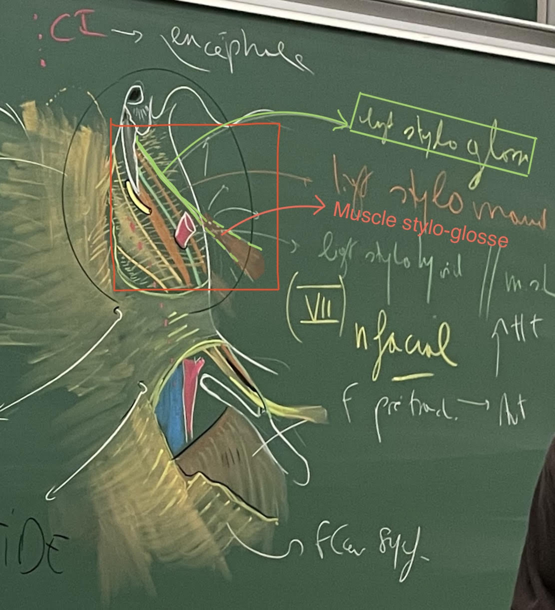 Photo tableau Pr Velut.jpg