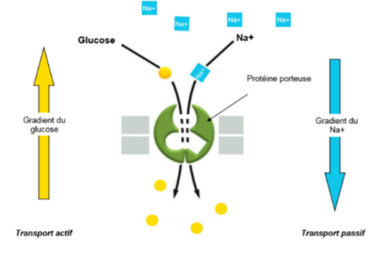 Symport glucose-Na+.png