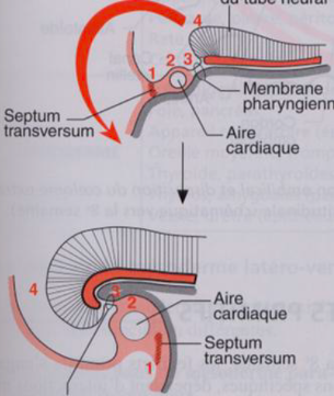 Délimitation céphalique.png