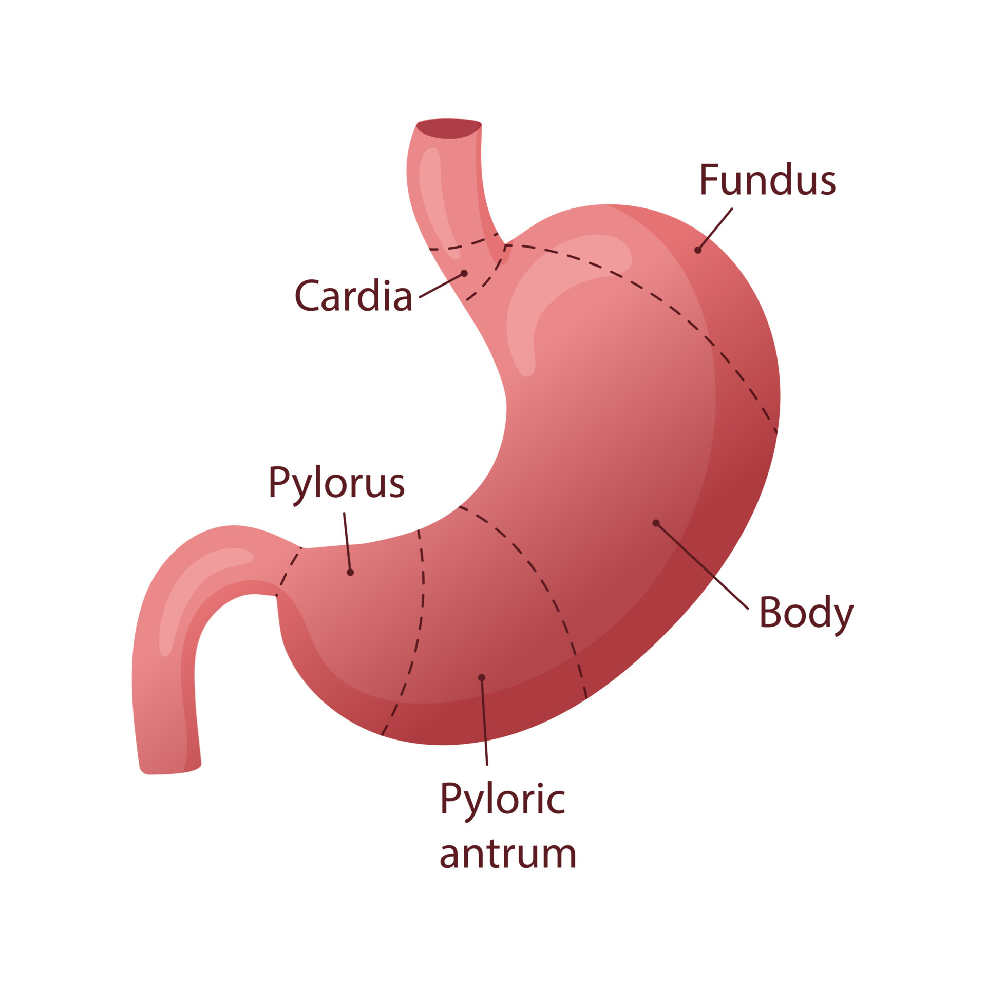 fundus.jpg